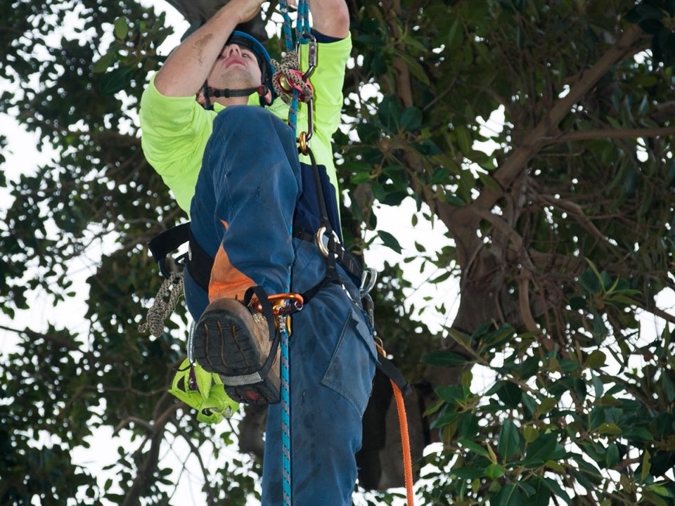 Qualified arborist working in a mature tree during a property survey in Ceredigion