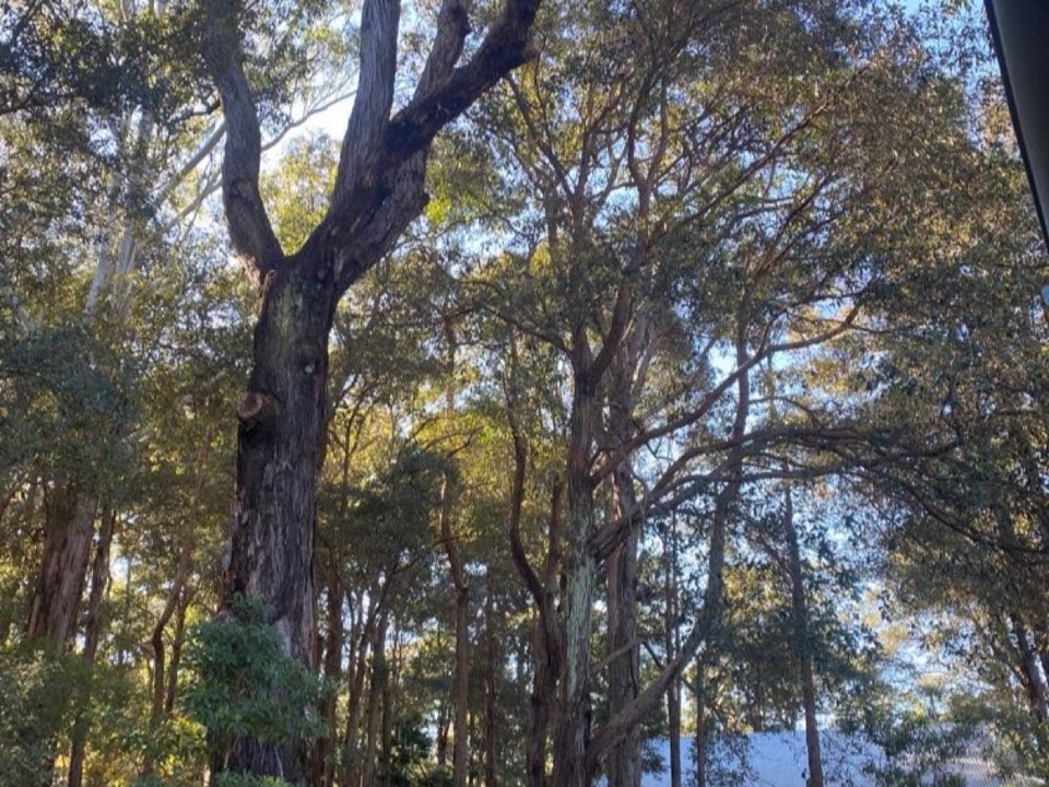 Mature trees in a Ceredigion parkland setting due for routine re-inspection